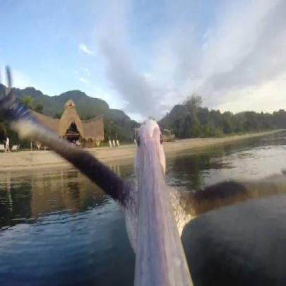 Pelicano aprende a voar com uma GoPro no bico