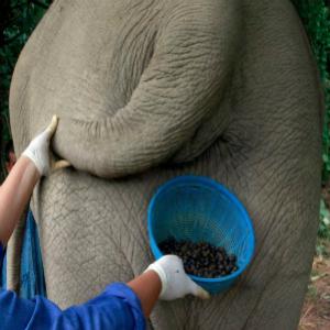 Café mais caro do mundo é produzido com fezes de elefante