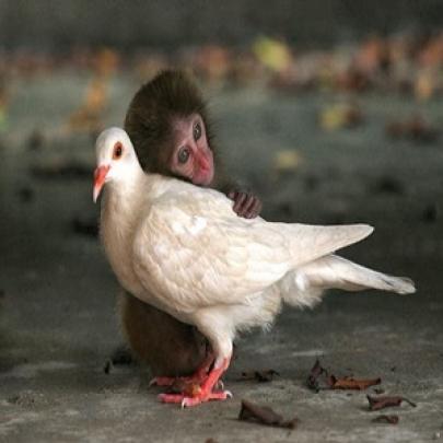 Fotos revelam amizades improváveis, mas incríveis, entre animais