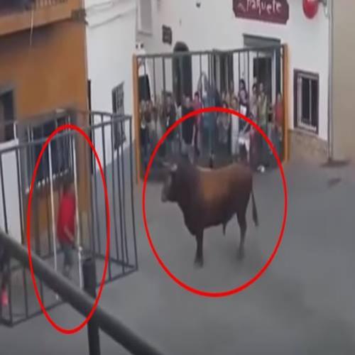 Sujeito entra em gaiola para provocar touro e se dá mal