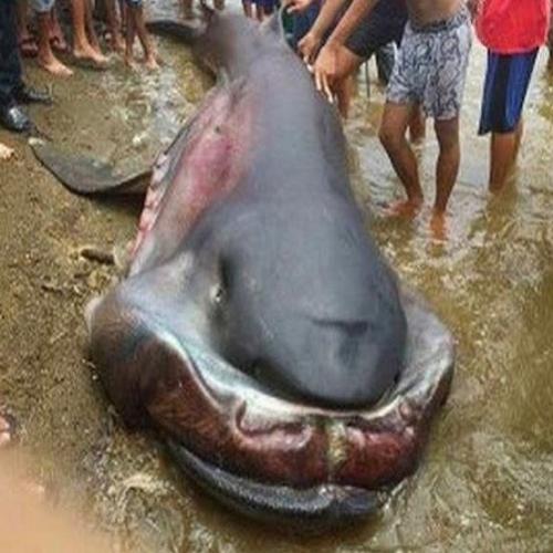 O que apareceu na costa de uma praia nas Filipinas, vai lhe dar pesad