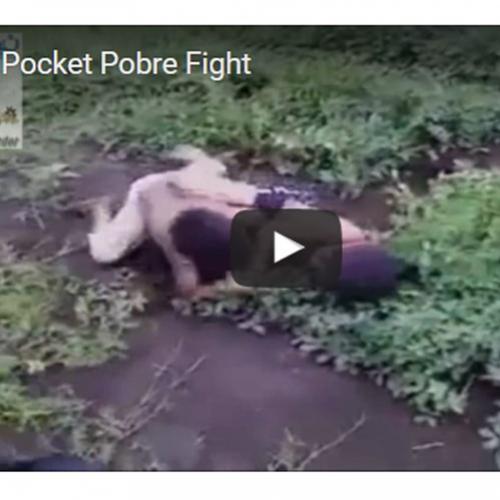 Street Pocket Pobre Fight