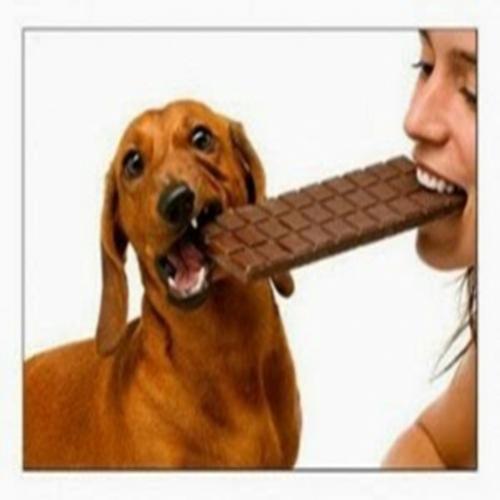 Chocolate faz mal e pode intoxicar seu cachorro