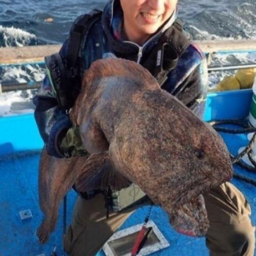 Pescadores fisgam 'peixe mutante' afetado por acidente em Fukushima