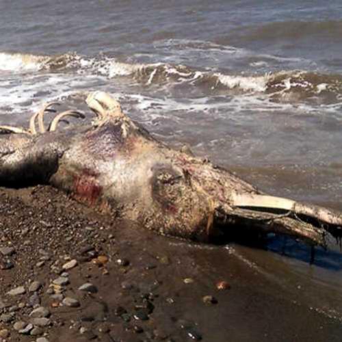 Isto é bizarro monstro mutante marinho achado em praia russa