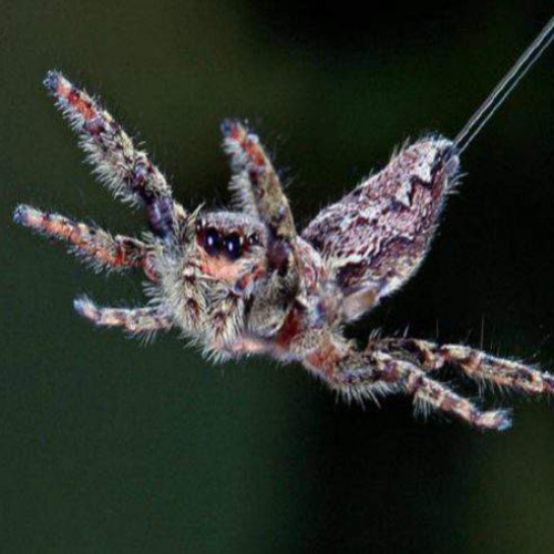 Conheça as incríveis aranhas voadoras