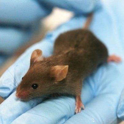 Expectativa de vida de ratos aumentou com o uso experimental de drogas