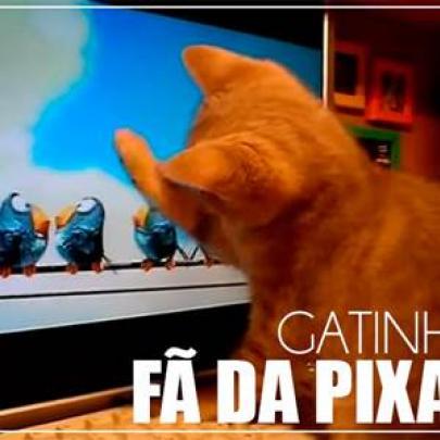 For The Birds: Gato fã da Pixar pira no vídeo dos passarinhos