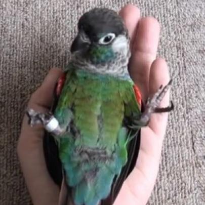 O pássaro mais inteligente da internet! Confira os truques nesse vídeo