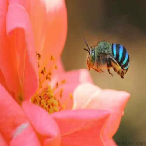 As abelhas azuis australianas