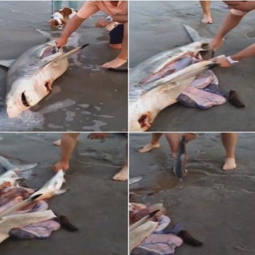 Homem abre fêmea morta em praia e salva três filhotes de tubarão