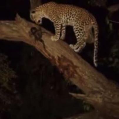 Leopardo mata macaca que tinha um bebê, veja o que aconteceu depois