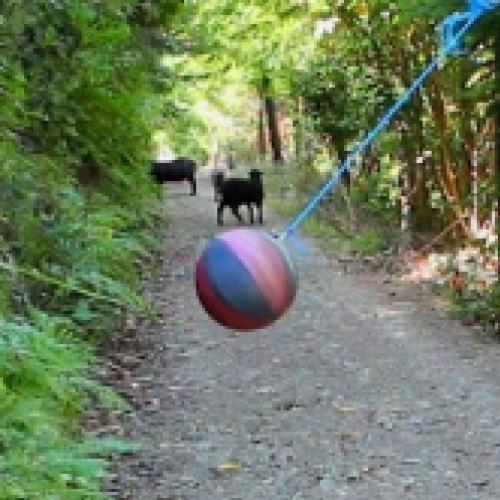 O que acontece se você deixar uma bola na floresta?