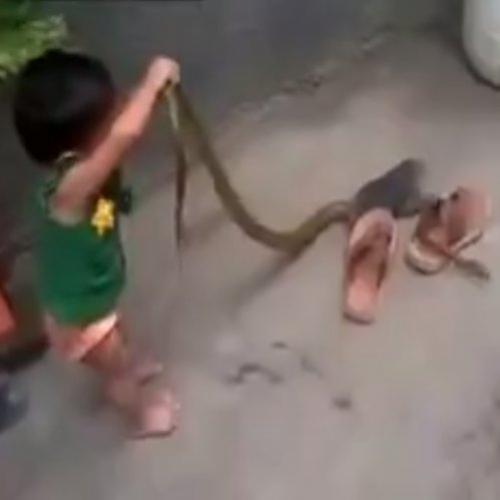 Bebê brinca com cobra