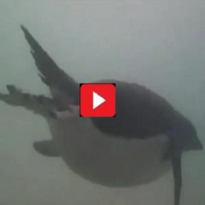 Pinguim filma momento em que caça presa
