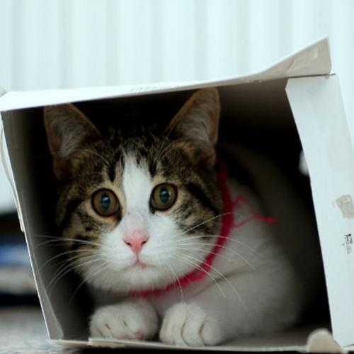 Por que gatos amam caixas?