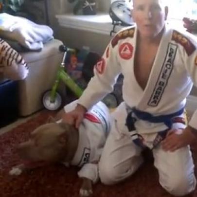 Pitbull lutador de Jiu-Jitsu: Técnicas de Jiu-Jitsu com um Pitbull