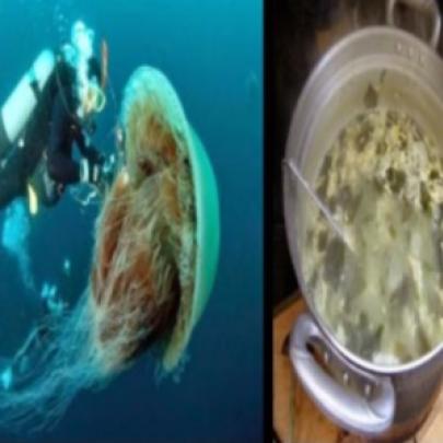 A sopa de medusas gigantes