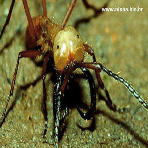 Formigas Legionárias, verdadeiras colônias vivas e mortais
