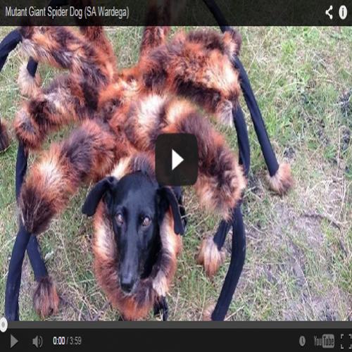 Incrível pegadinha do cachorro-aranha