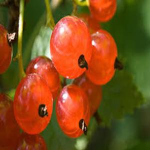 Groselha | Fruta | Benefícios e qualidades
