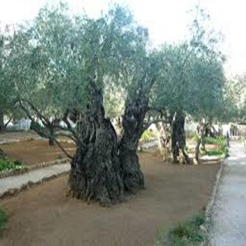 Arvores plantadas há cerca de três mil anos em Jerusalem Israel 