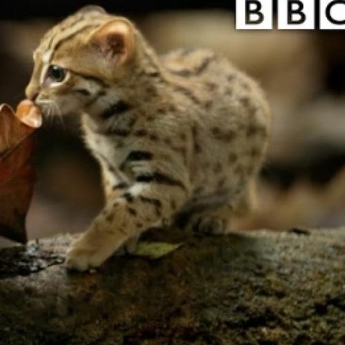 Conheça o menor gato selvagem do mundo nesse vídeo