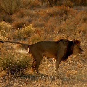 Você sabia que leões urinam sentados?