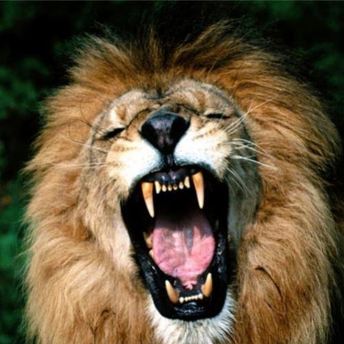Leão mata leoa em zoológico em frente aos visitantes