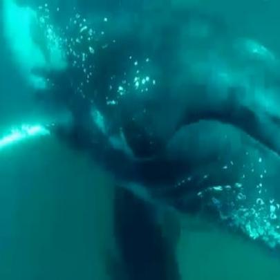 Mergulhador é surpreendido num encontro com uma Baleia gigantesca e...