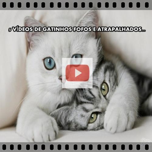 5 Vídeos de gatinhos fofos e atrapalhados...