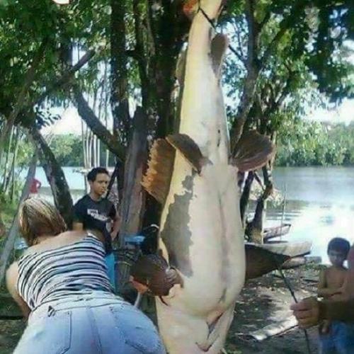  Cadê os pescadores pra falar que peixe é esse aqui?