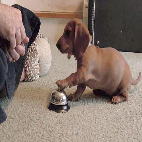 Quando o assunto é comida, os Cachorros aprendem mais do que depressa!