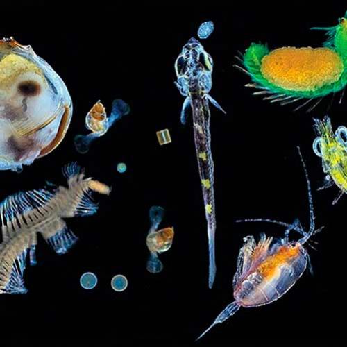 O misterioso mundo do plâncton