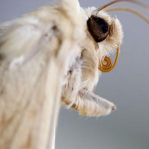 Conheça Mothman – O Homem Mariposa