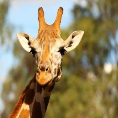 Girafas em imagens de perfil do Facebook: o que é isso?