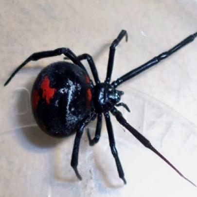 Será que realmente a aranha viúva-negra mata o macho após o acasalamen