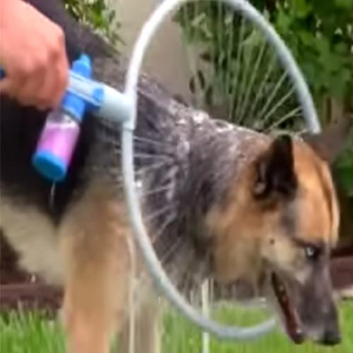 A incrível invenção pra lavar cachorros