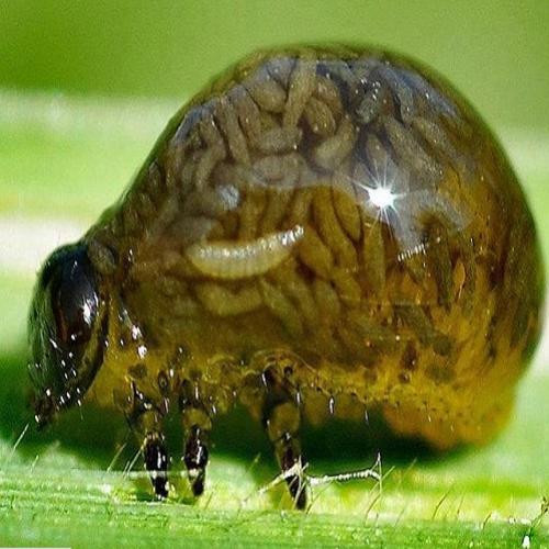 Conheça o besouro que é hospedeiro de milhões de larvas dentro dele