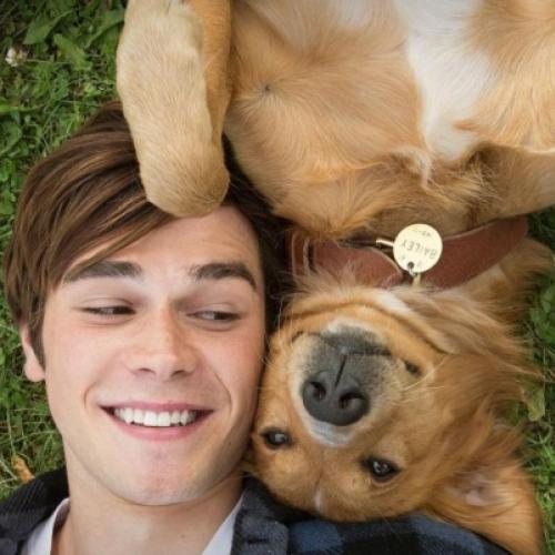 11 mais emocionantes filmes de cachorros dos últimos 10 anos