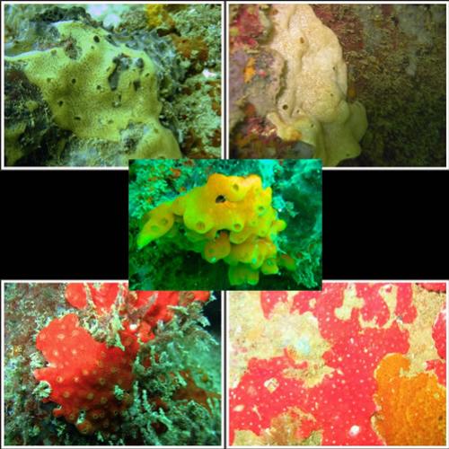 Pesquisadores descrevem cinco novas espécies de invertebrados marinhos