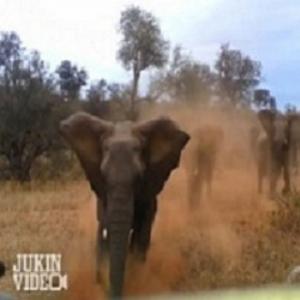 Vídeo de ataque de elefanta já tem mais de 4 milhões de acessos 