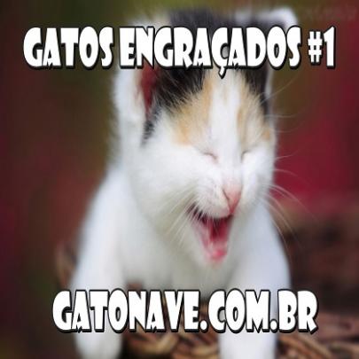 Videos Engraçados de Gatos #1 – Funny Cats #1