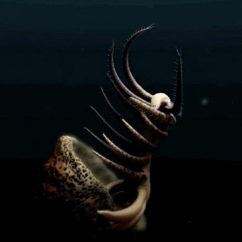 Esta criatura marinha de 500 milhões de anos vai assombrar sua imagina