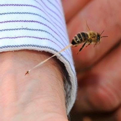 Por que a abelha morre ao picar uma pessoa?