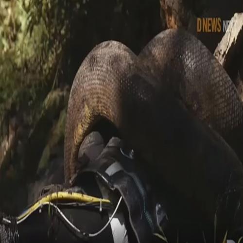 Apresentador tenta ser engolido vivo por uma cobra! Veja o resultado 