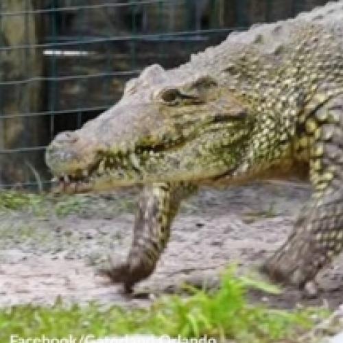 Você sabia que crocodilos também podem galopar?