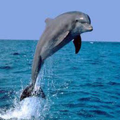 Cientistas criam tradutor que traduz o som dos golfinhos para o ingles