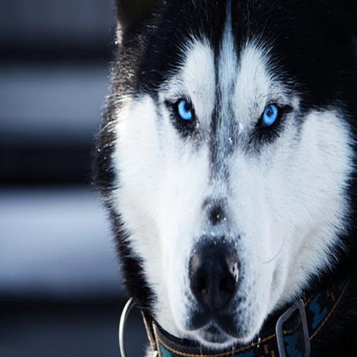 Saiba um pouco mais sobre o Husky Siberiano