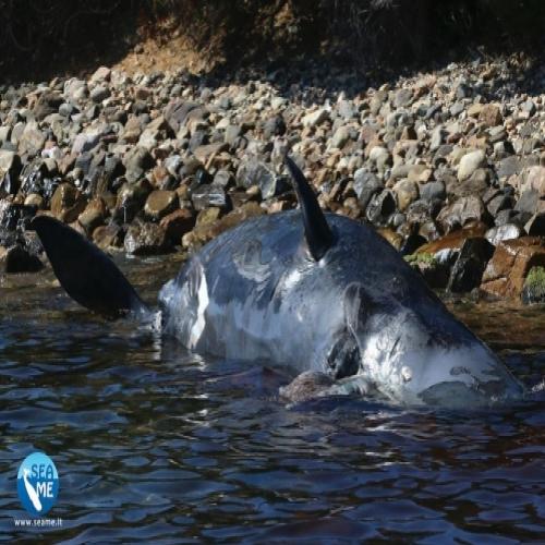 Baleia encalha morta com 23 kg de plástico no estomago